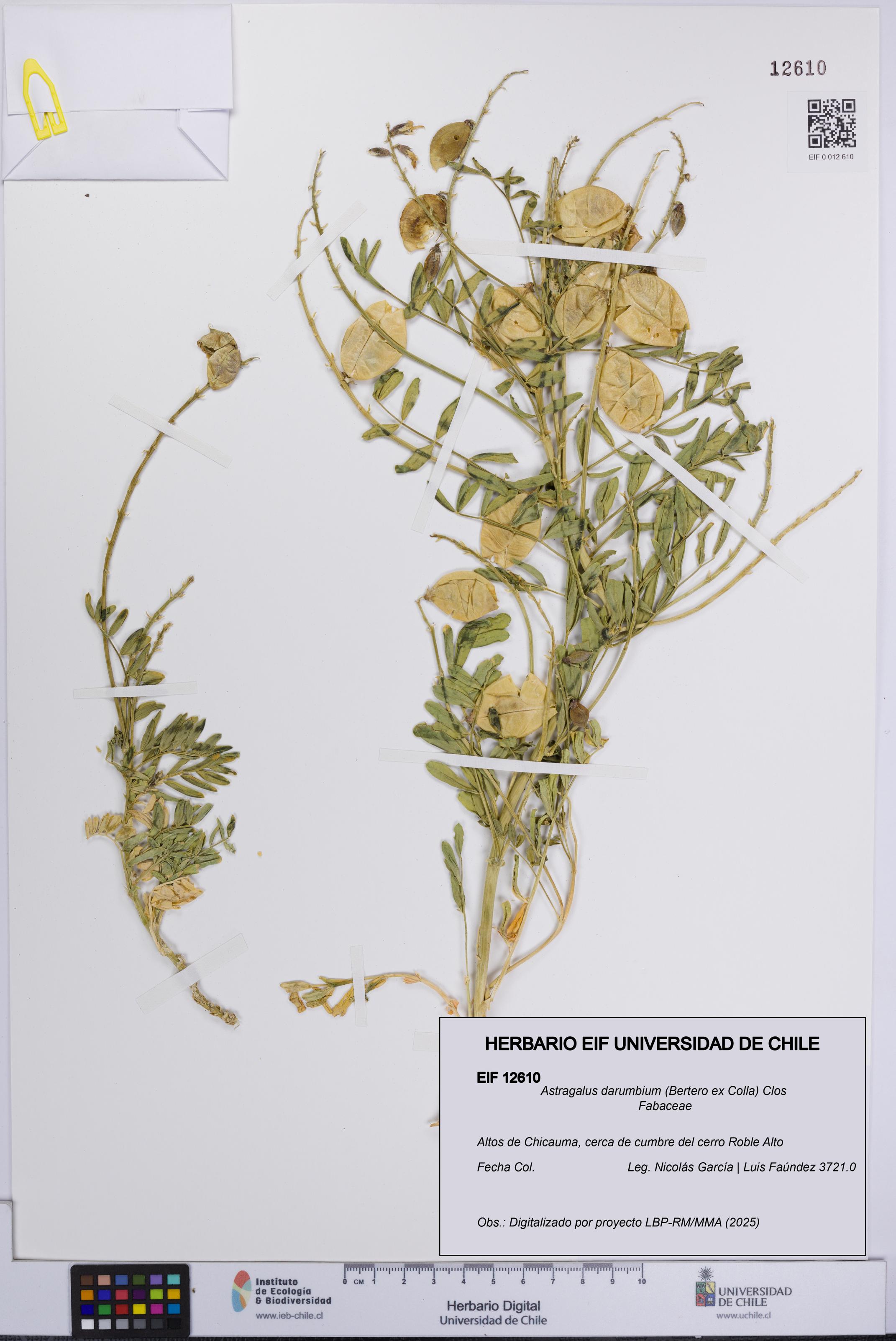 Astragalus darumbium [Espécimen: UCH:EIF:0012610]