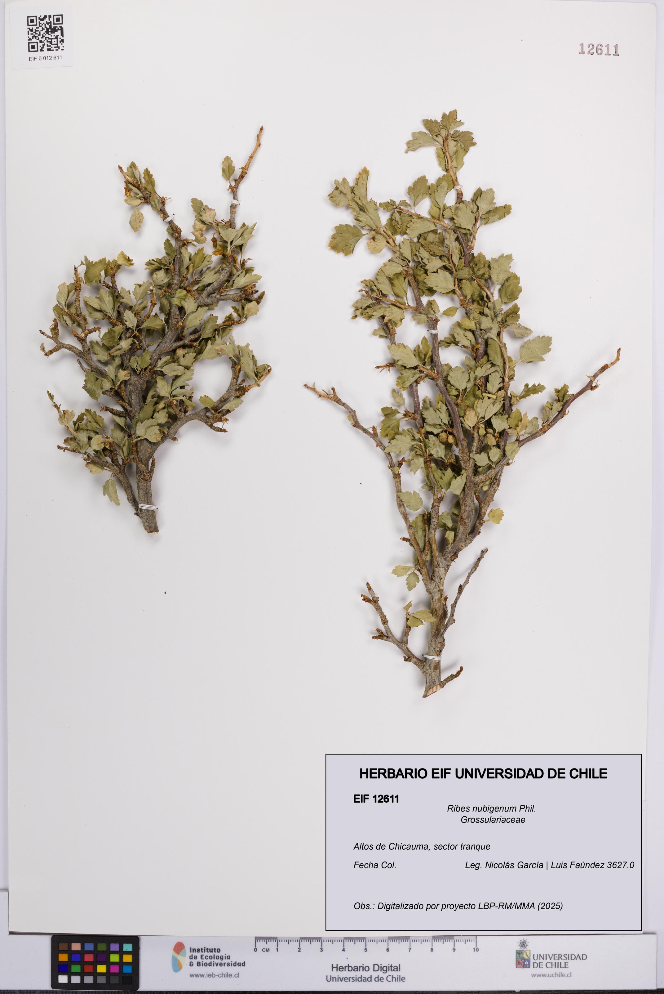 Ribes nubigenum [Espécimen: UCH:EIF:0012611]