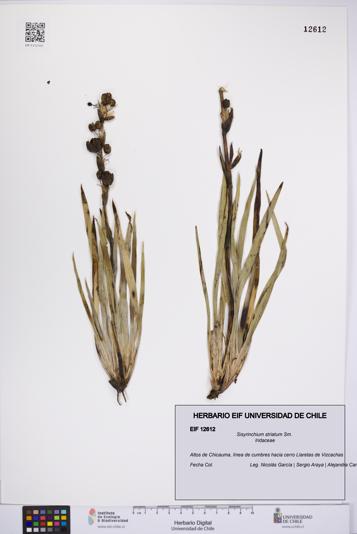Sisyrinchium striatum [Espécimen: UCH:EIF:0012612]