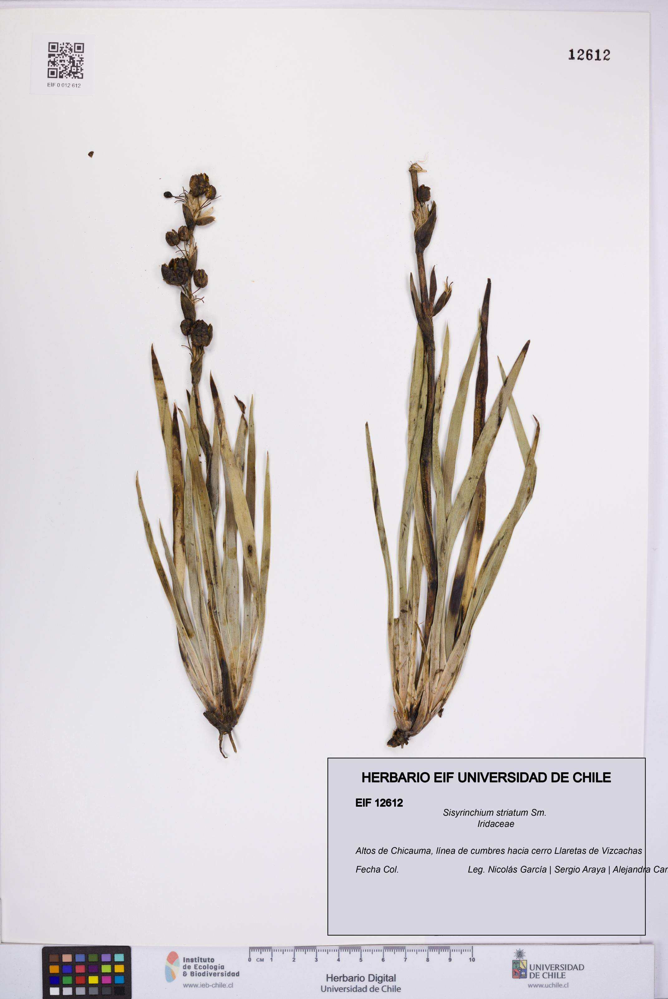 Sisyrinchium striatum [Espécimen: UCH:EIF:0012612]