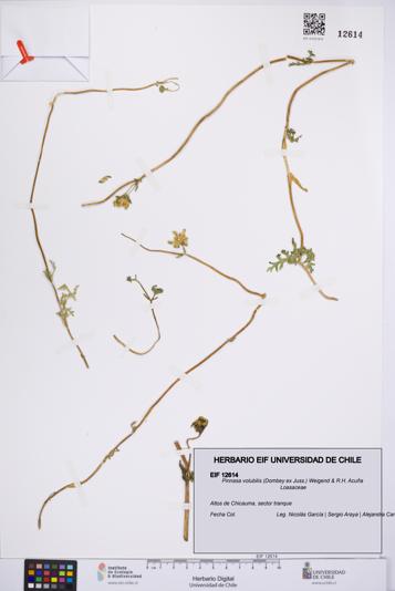 Pinnasa volubilis [Espécimen: UCH:EIF:0012614]