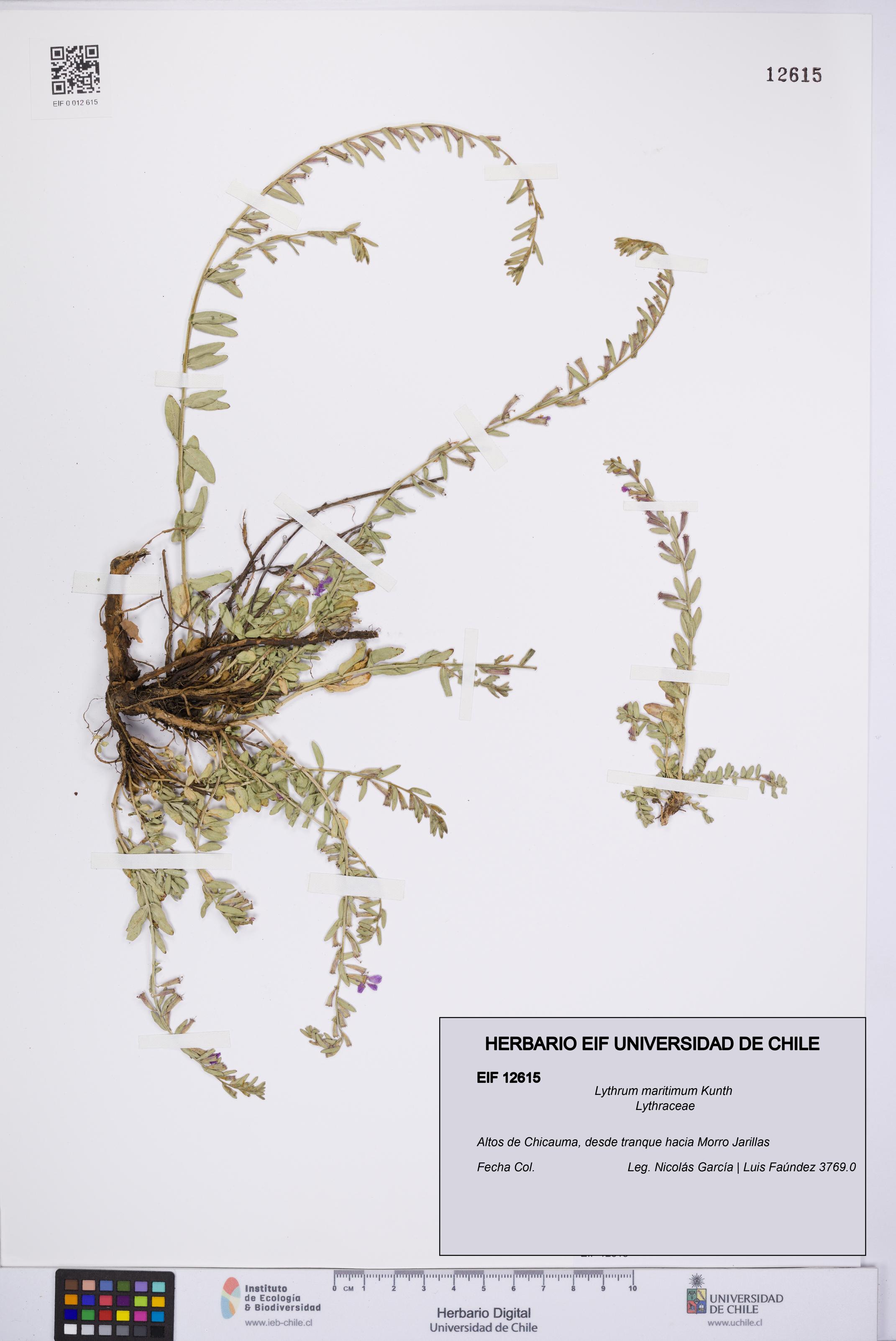 Lythrum maritimum [Espécimen: UCH:EIF:0012615]