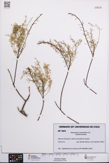 Misodendrum linearifolium [Espécimen: UCH:EIF:0012616]