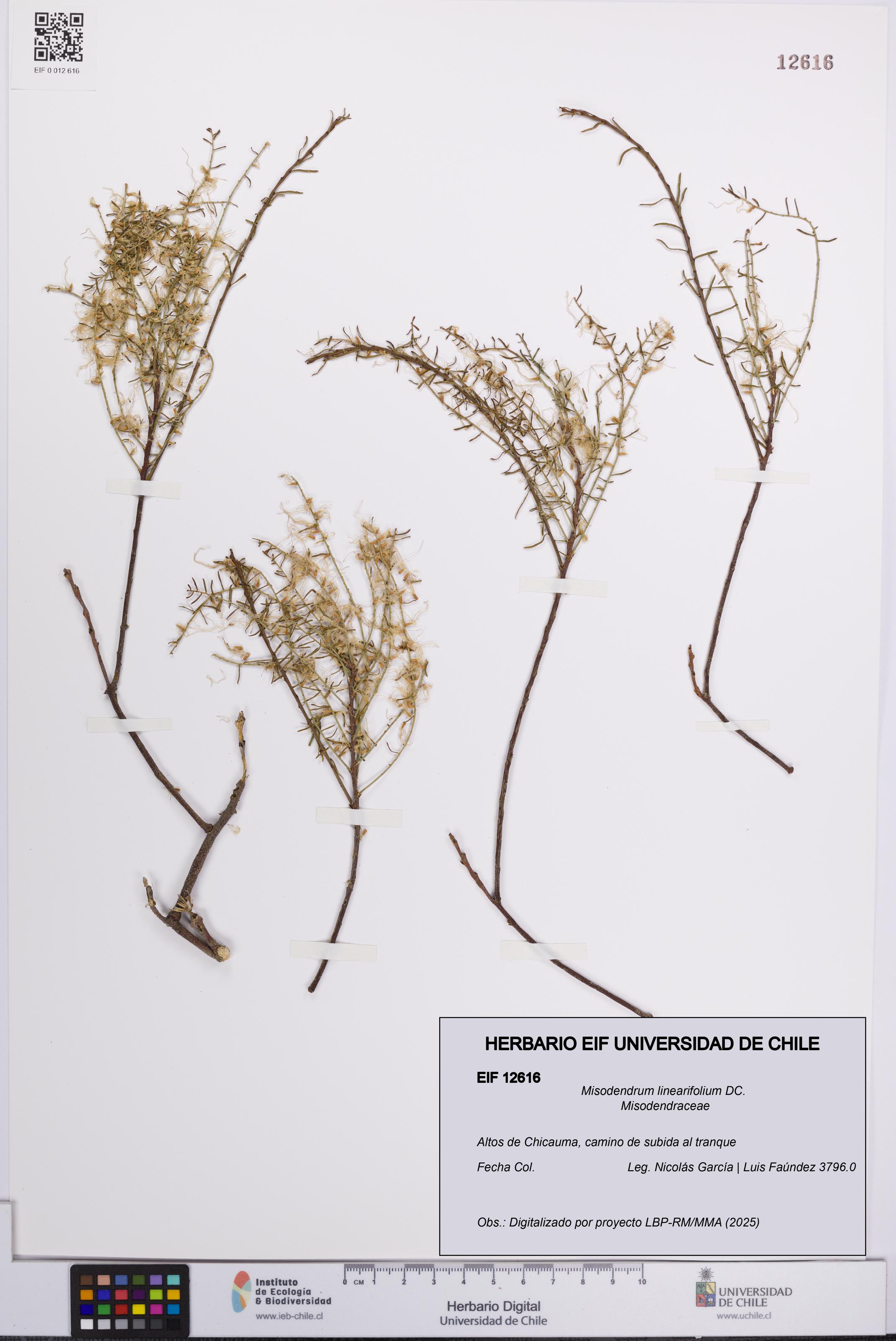 Misodendrum linearifolium [Espécimen: UCH:EIF:0012616]