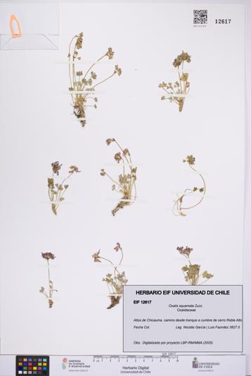 Oxalis squamata [Espécimen: UCH:EIF:0012617]