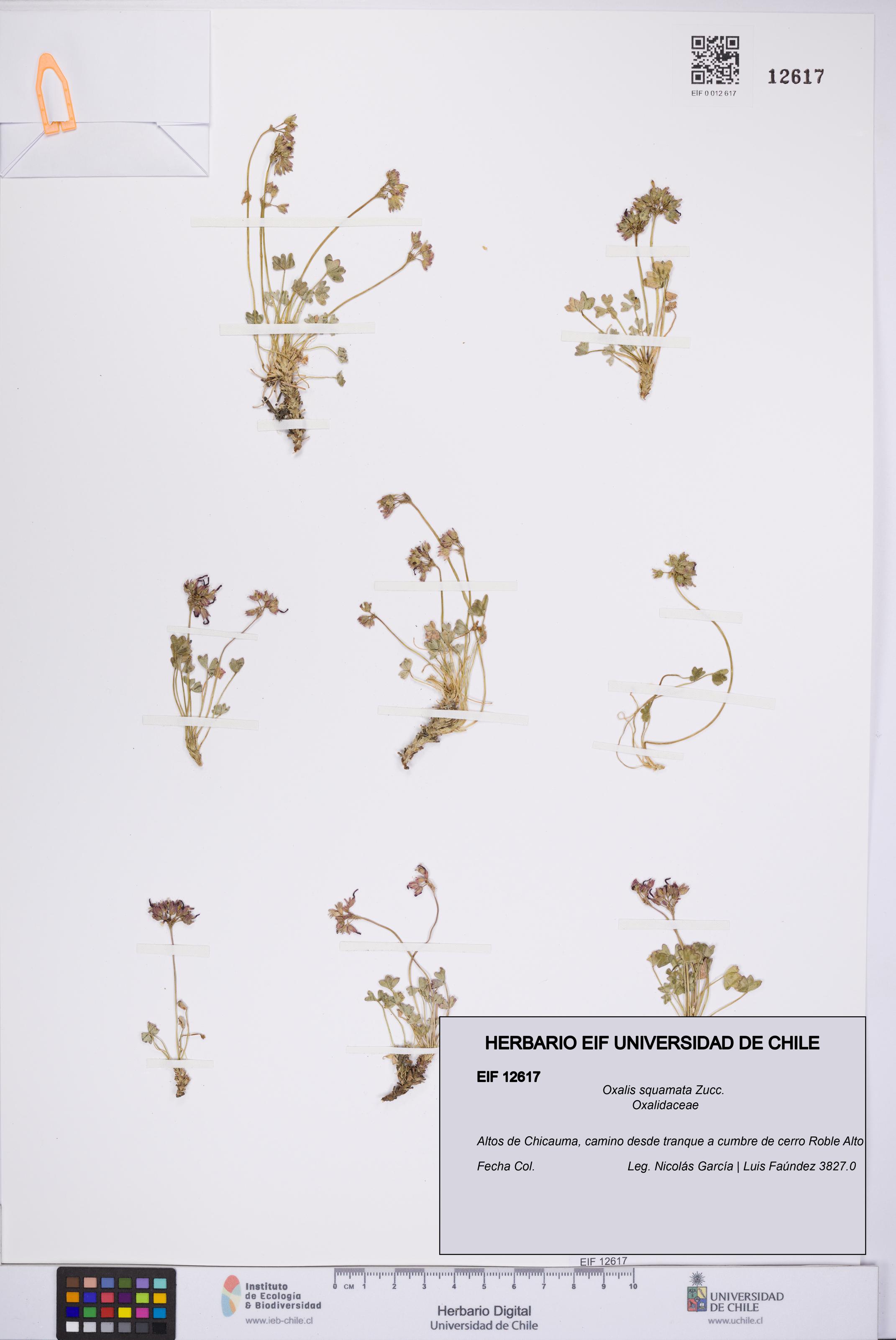 Oxalis squamata [Espécimen: UCH:EIF:0012617]