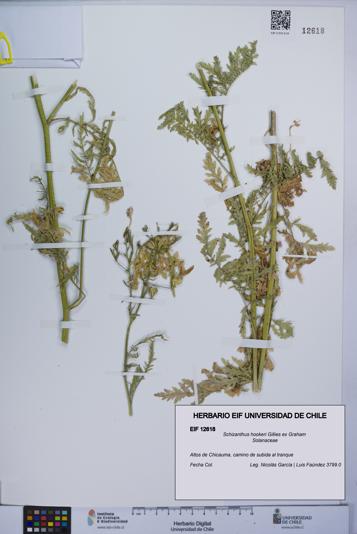 Schizanthus hookeri [Espécimen: UCH:EIF:0012618]