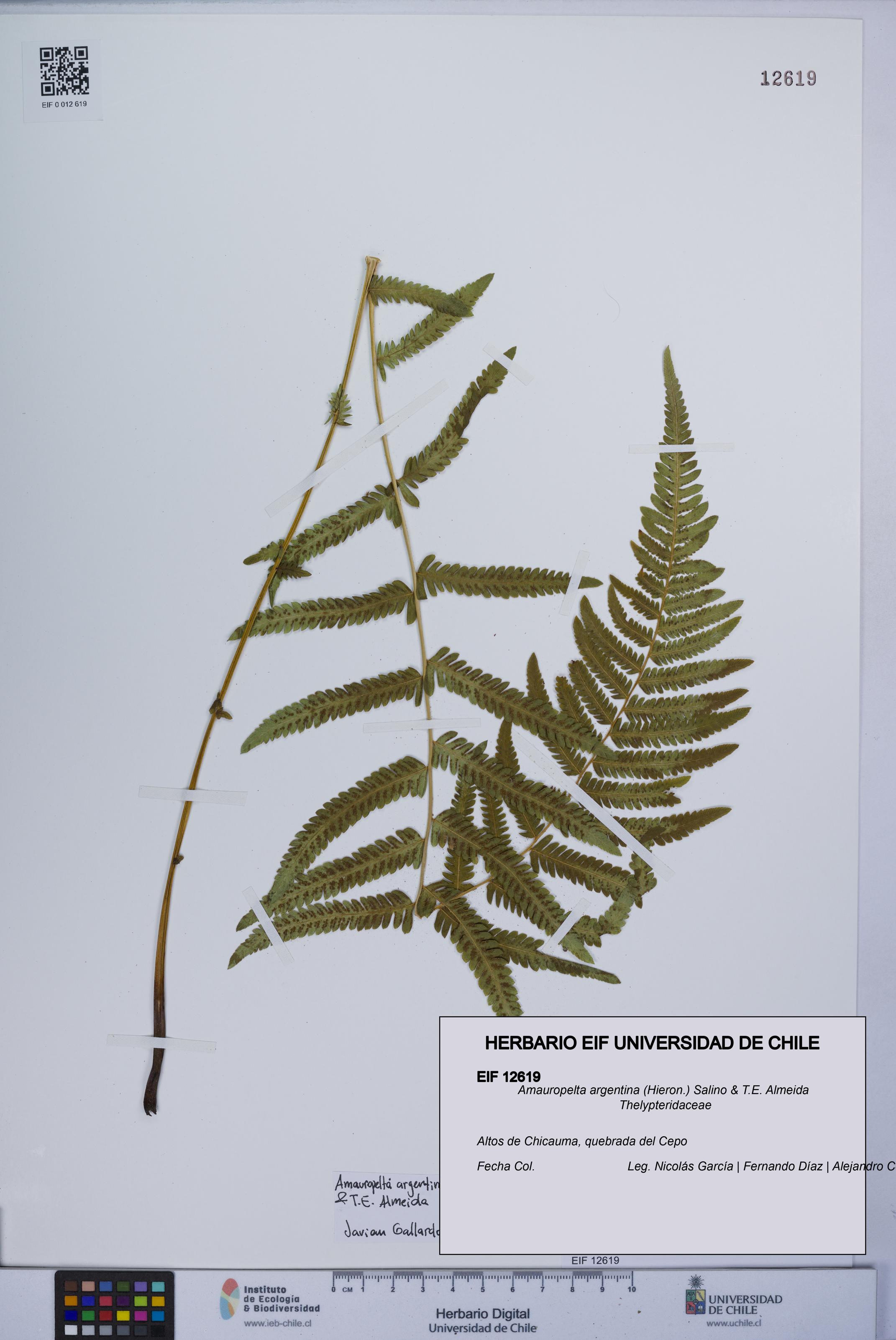 Amauropelta argentina [Espécimen: UCH:EIF:0012619]