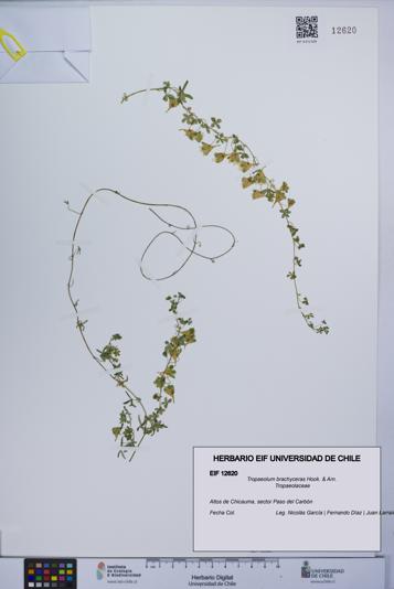 Tropaeolum brachyceras [Espécimen: UCH:EIF:0012620]