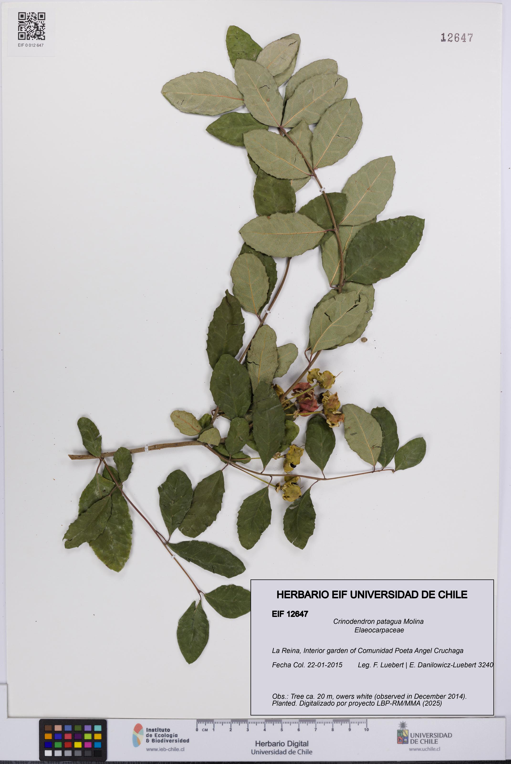 Crinodendron patagua [Espécimen: UCH:EIF:0012647]