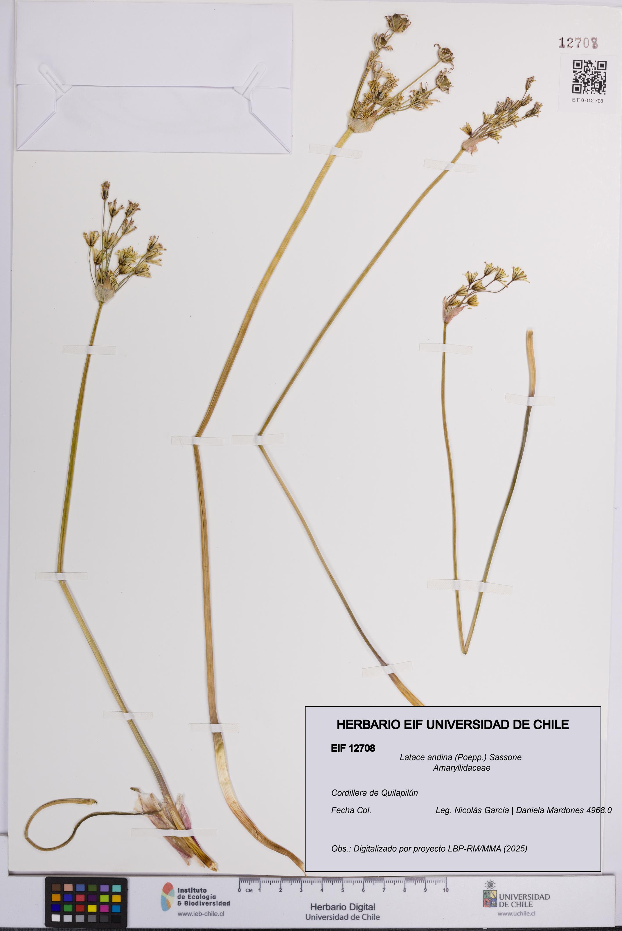 Latace andina [Espécimen: UCH:EIF:0012708]