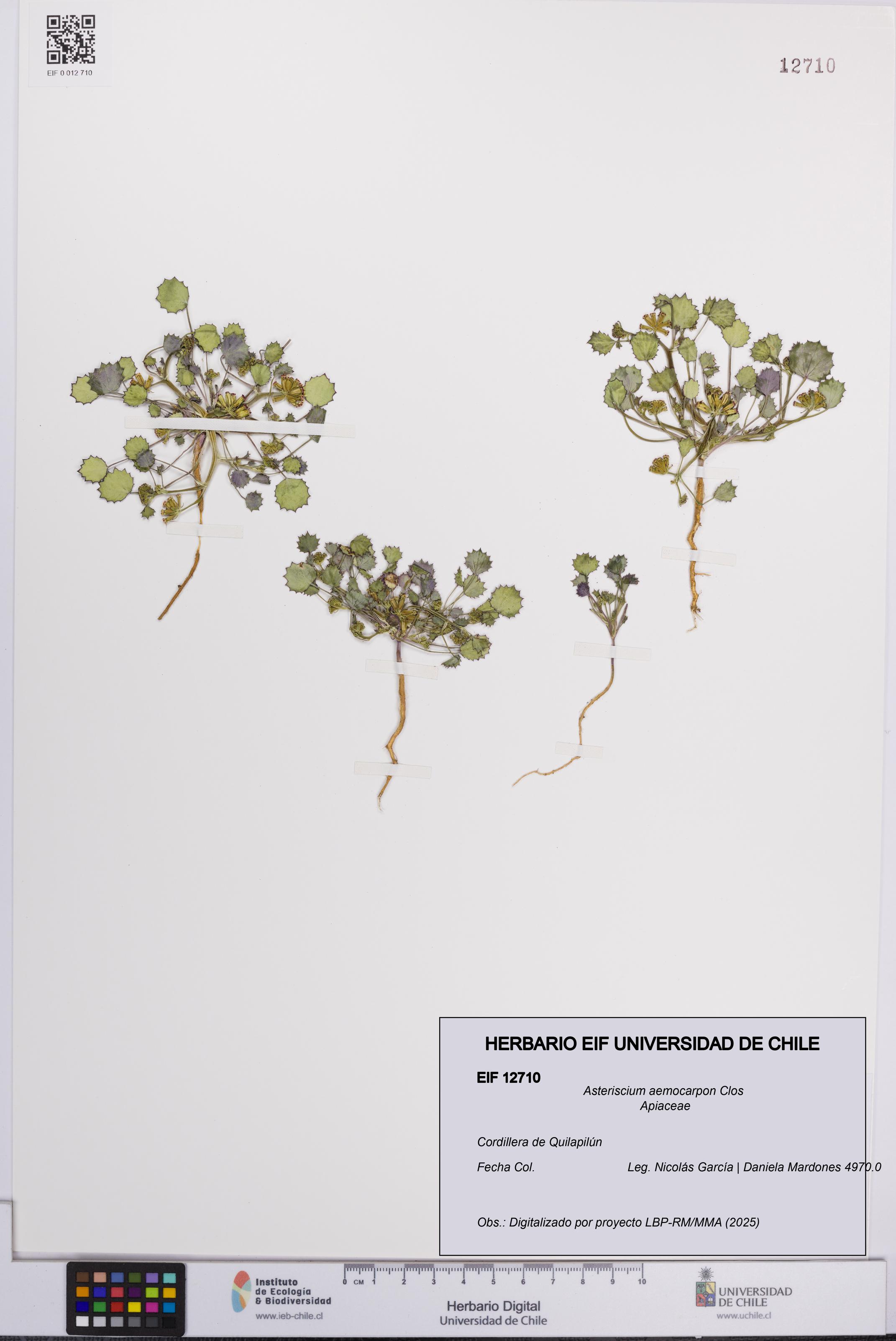 Asteriscium aemocarpon [Espécimen: UCH:EIF:0012710]