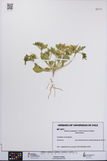 Boopis eryngioides [Espécimen: UCH:EIF:0012711]