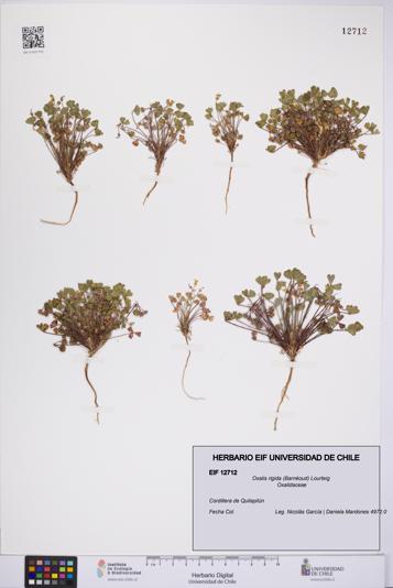 Oxalis rigida [Espécimen: UCH:EIF:0012712]