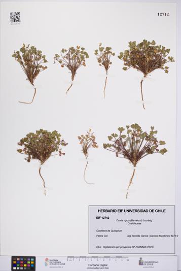 Oxalis rigida [Espécimen: UCH:EIF:0012712]