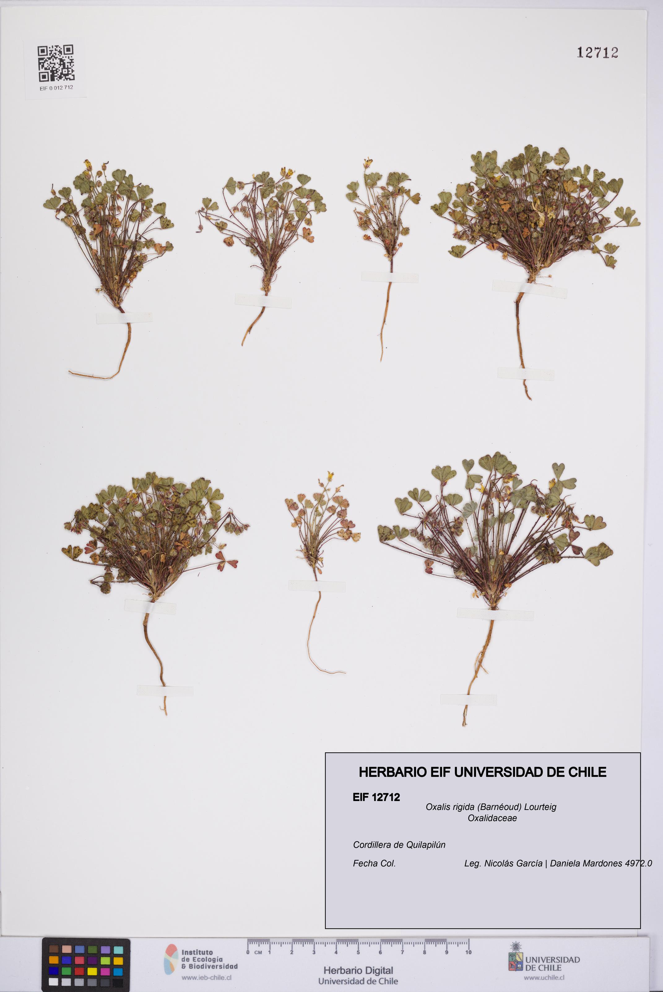 Oxalis rigida [Espécimen: UCH:EIF:0012712]