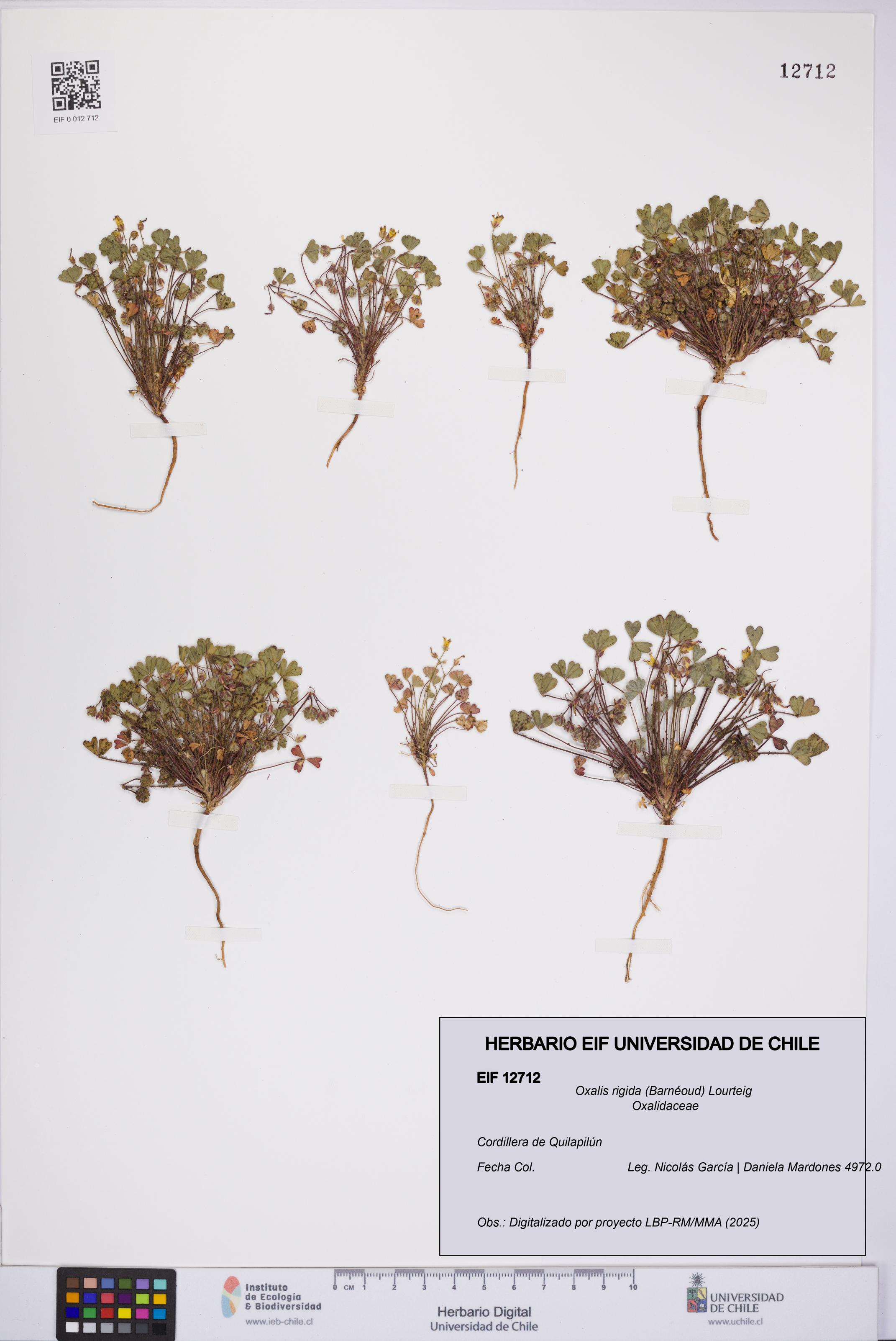 Oxalis rigida [Espécimen: UCH:EIF:0012712]