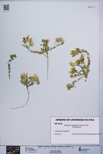 Tropaeolum sessilifolium [Espécimen: UCH:EIF:0012713]
