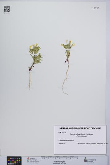 Collomia biflora [Espécimen: UCH:EIF:0012714]