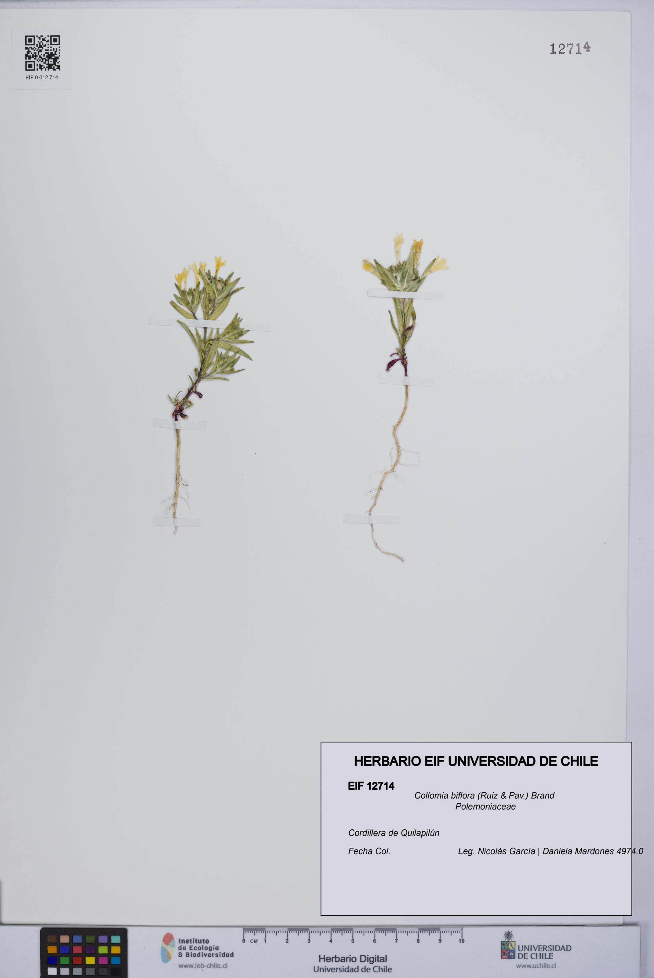 Collomia biflora [Espécimen: UCH:EIF:0012714]