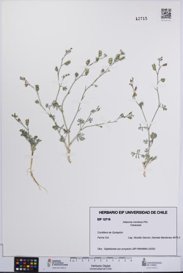 Adesmia montana [Espécimen: UCH:EIF:0012715]