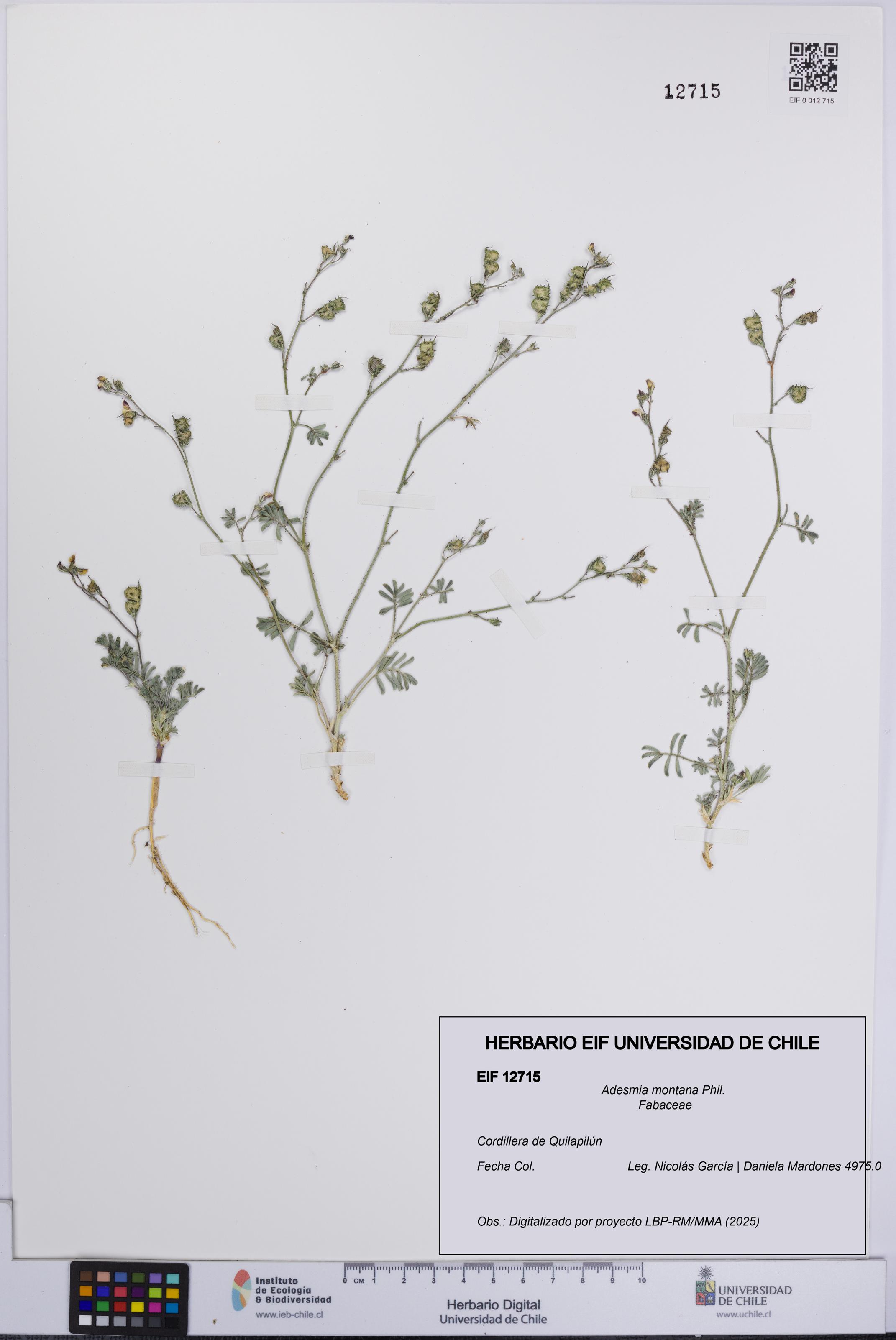 Adesmia montana [Espécimen: UCH:EIF:0012715]