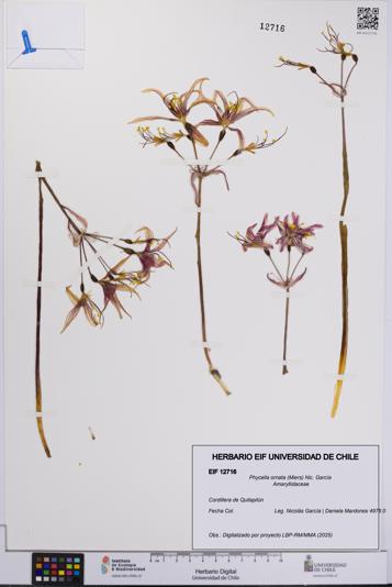 Phycella ornata [Espécimen: UCH:EIF:0012716]