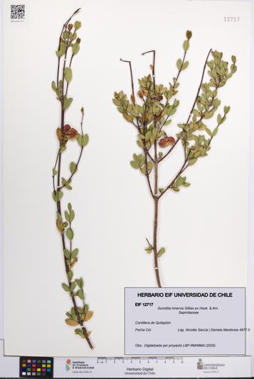 Guindilia trinervis [Espécimen: UCH:EIF:0012717]