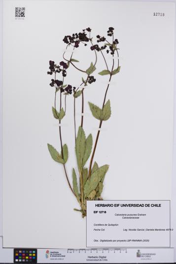 Calceolaria purpurea [Espécimen: UCH:EIF:0012718]