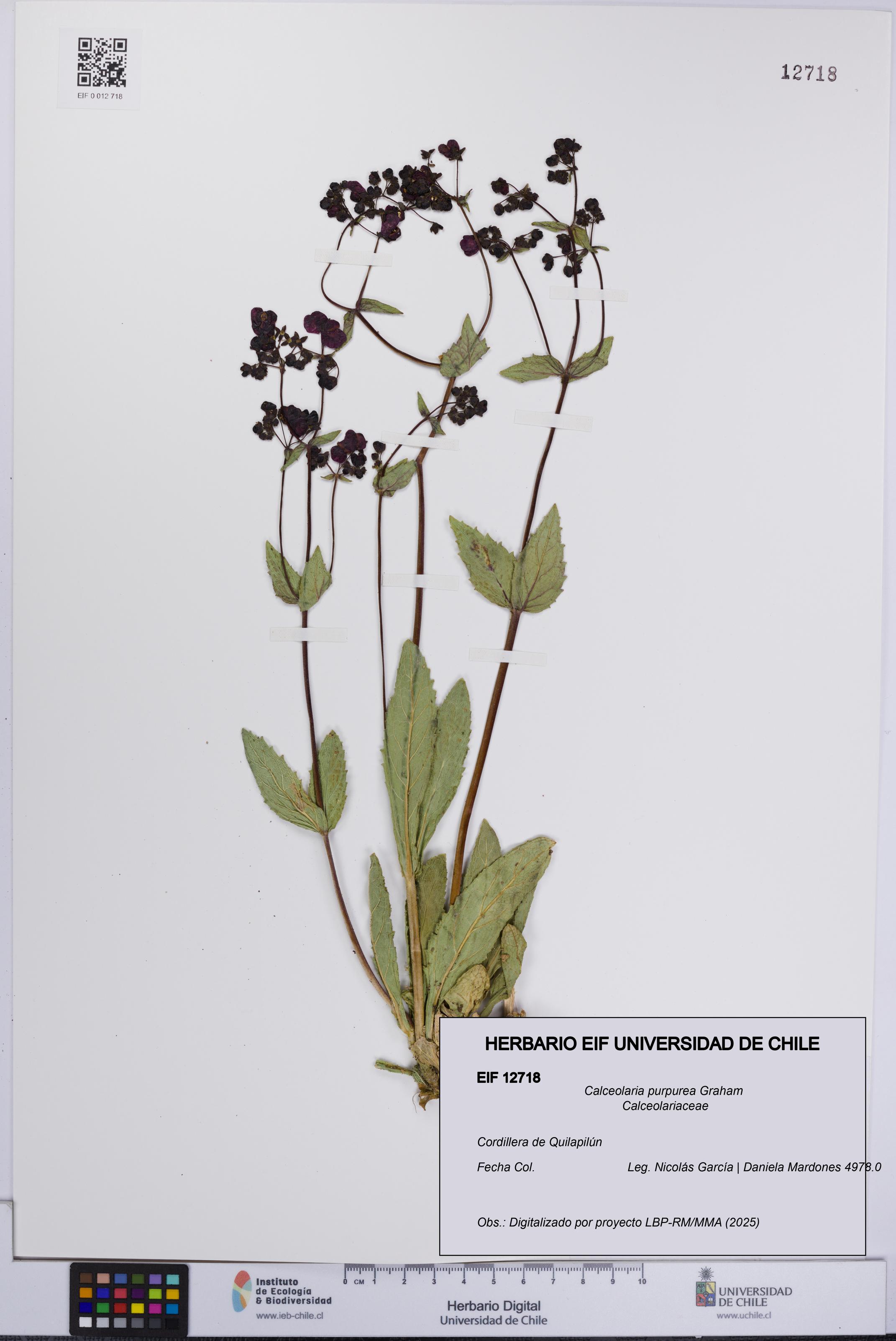 Calceolaria purpurea [Espécimen: UCH:EIF:0012718]
