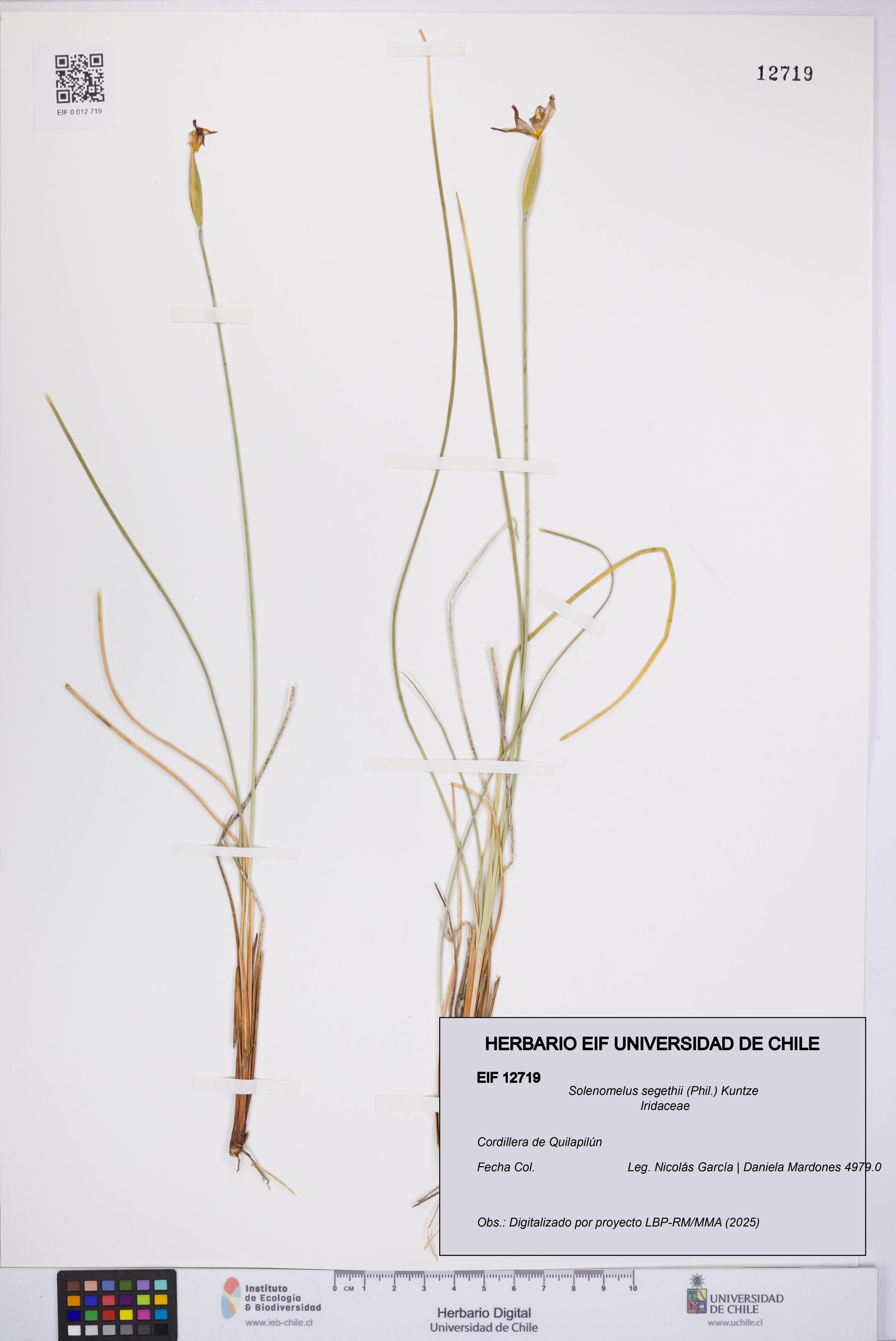 Solenomelus segethii [Espécimen: UCH:EIF:0012719]