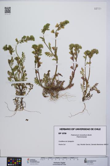 Polemonium micranthum [Espécimen: UCH:EIF:0012720]