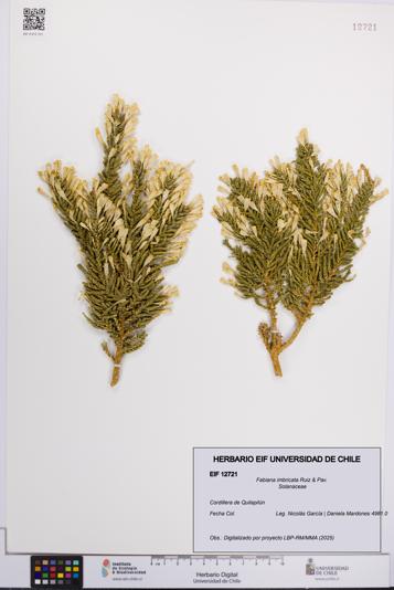 Fabiana imbricata [Espécimen: UCH:EIF:0012721]