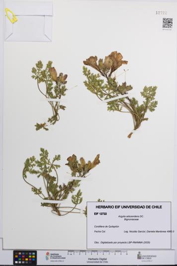 Argylia adscendens [Espécimen: UCH:EIF:0012722]