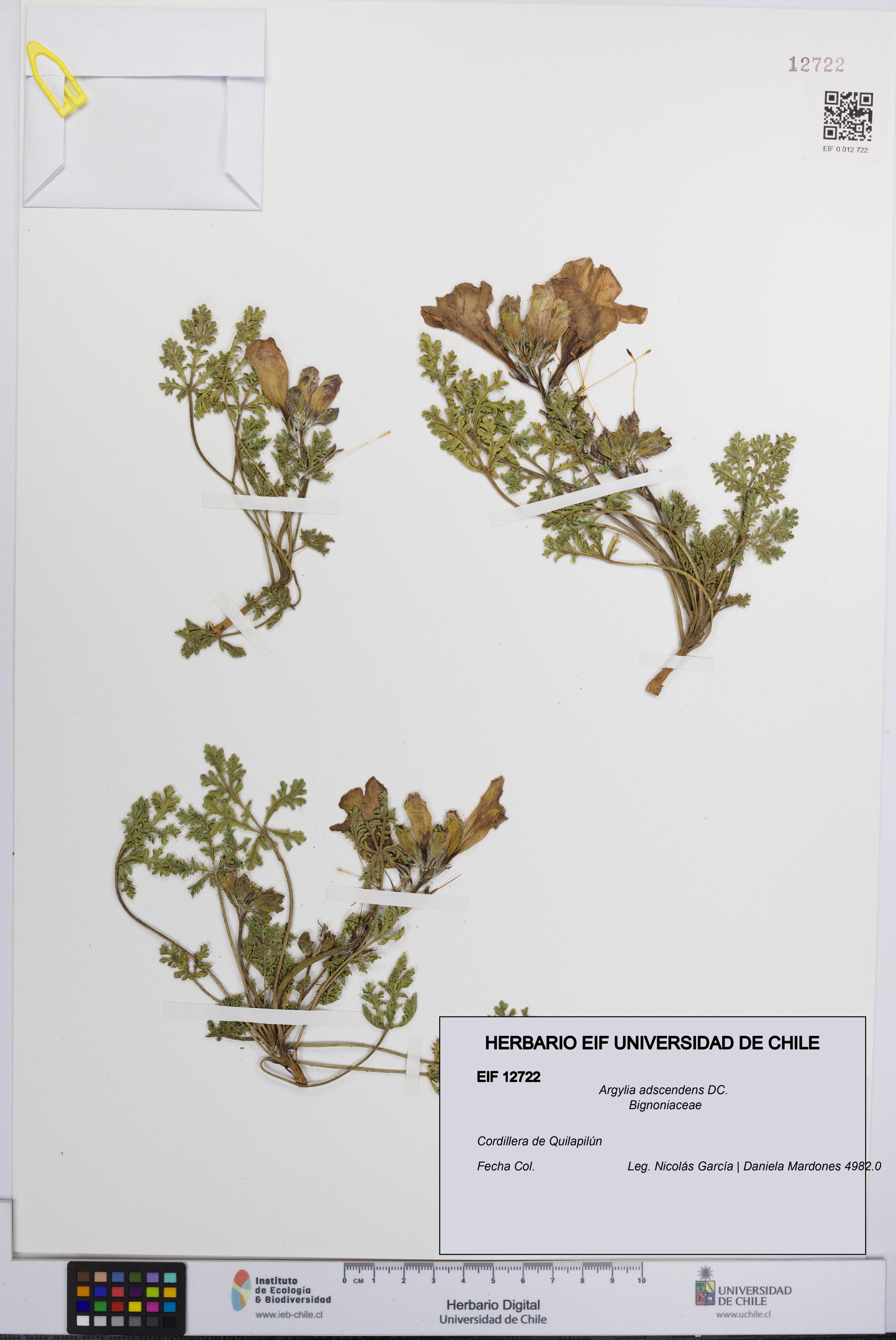 Argylia adscendens [Espécimen: UCH:EIF:0012722]