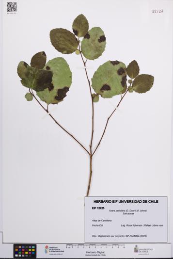 Azara petiolaris [Espécimen: UCH:EIF:0012723]