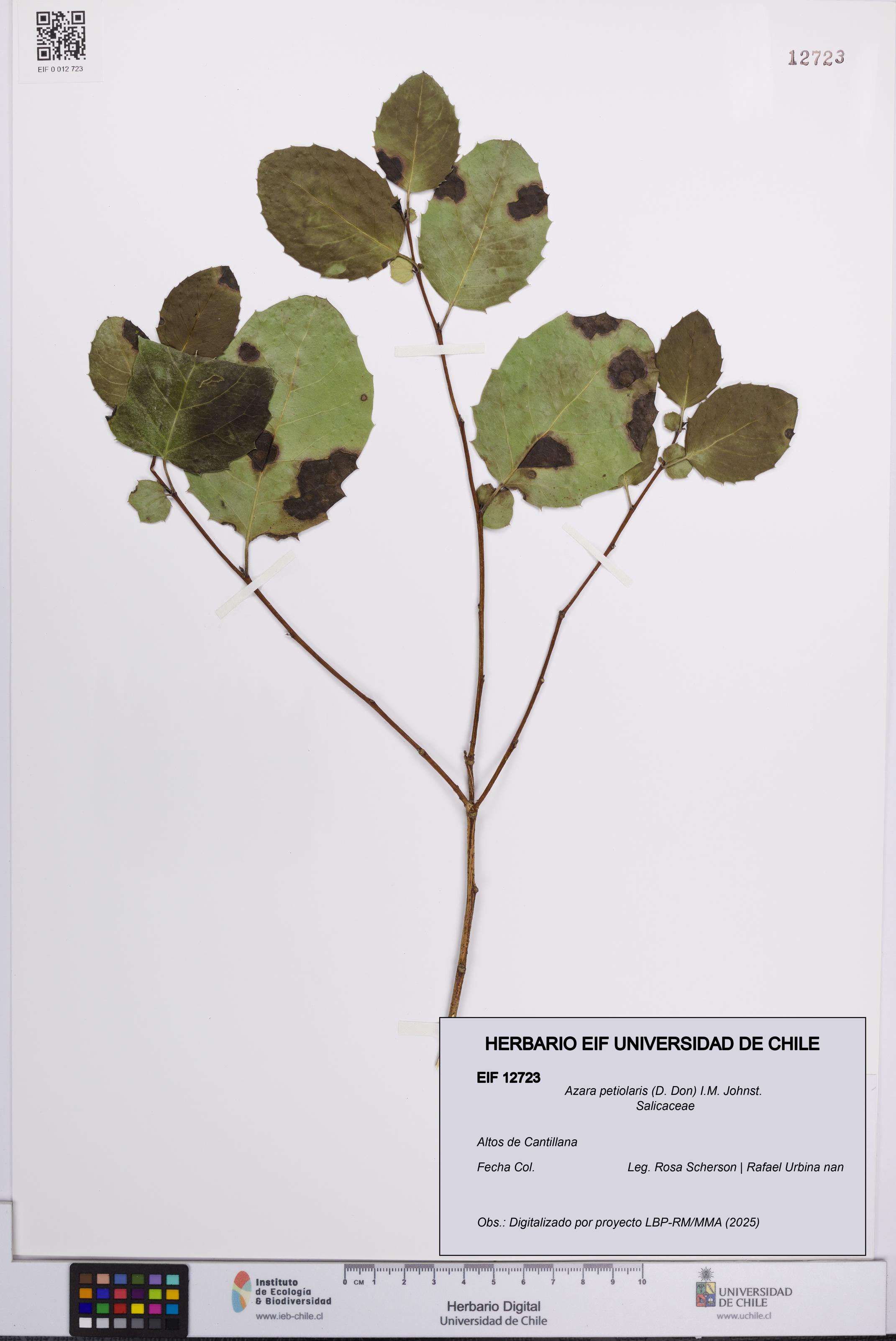 Azara petiolaris [Espécimen: UCH:EIF:0012723]