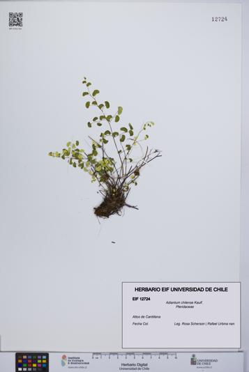 Adiantum chilense [Espécimen: UCH:EIF:0012724]