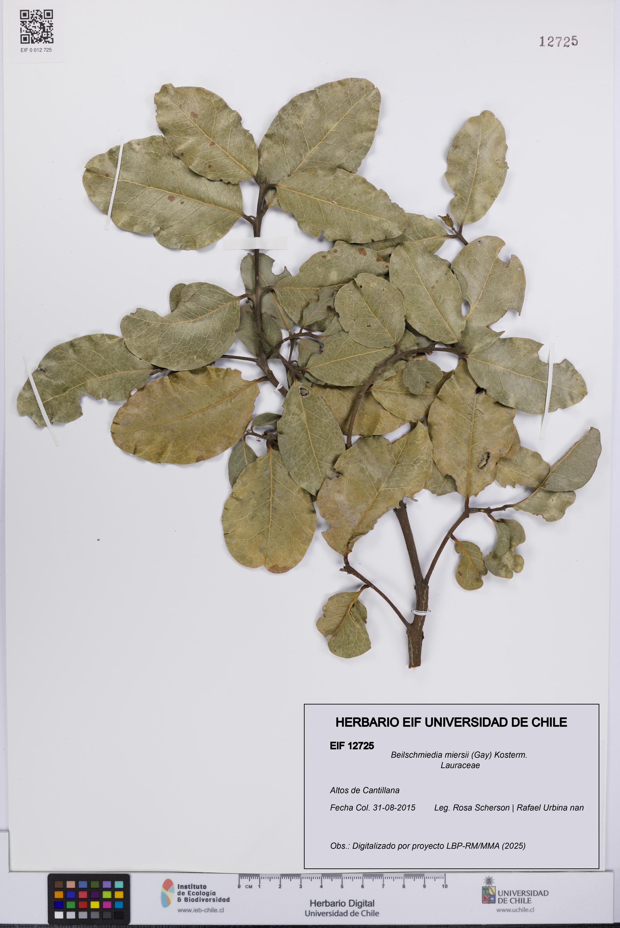 Beilschmiedia miersii [Espécimen: UCH:EIF:0012725]