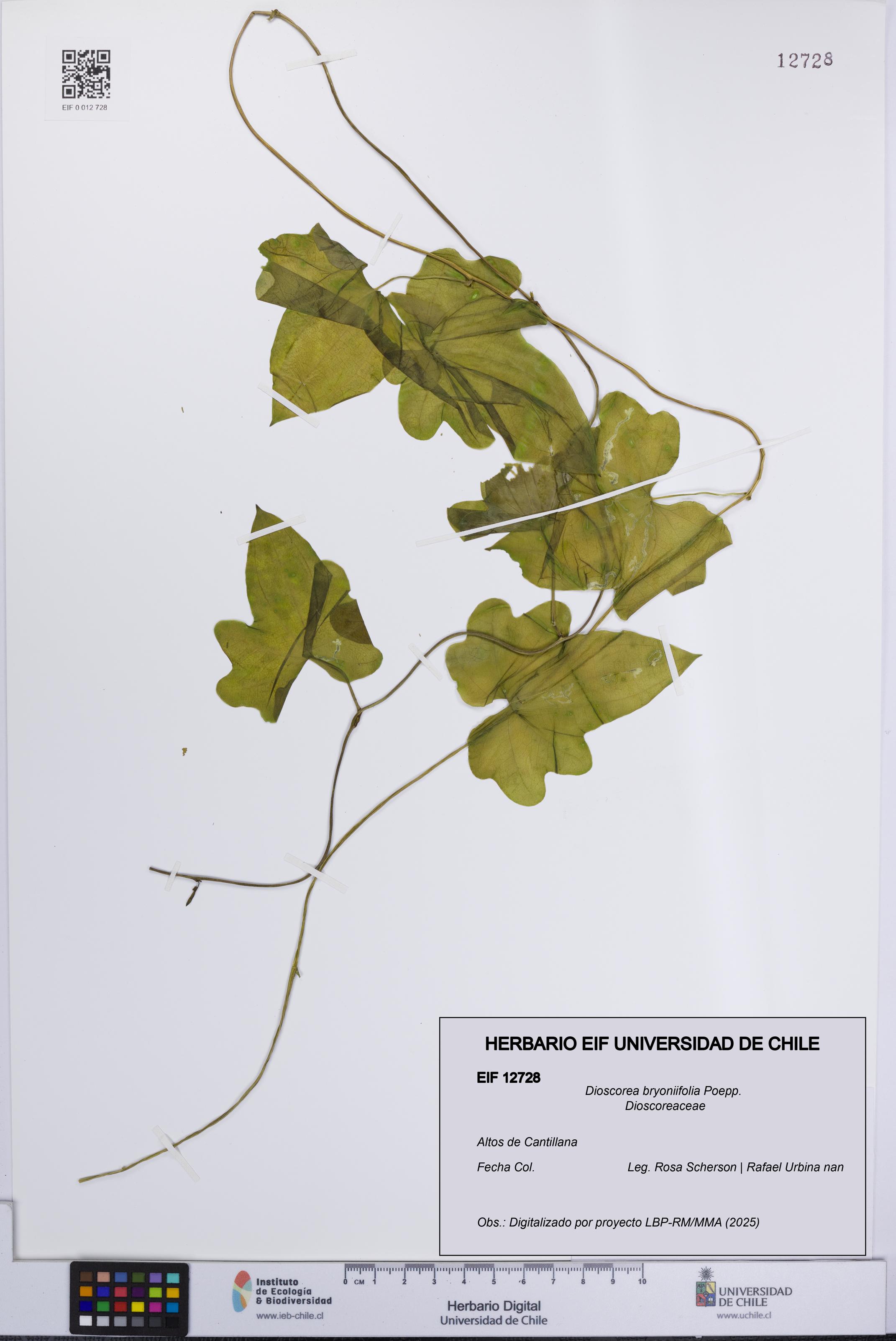 Dioscorea bryoniifolia [Espécimen: UCH:EIF:0012728]