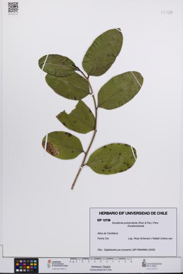 Escallonia pulverulenta [Espécimen: UCH:EIF:0012729]