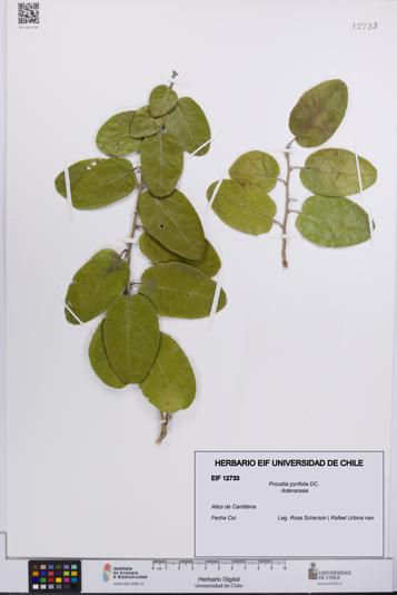 Proustia pyrifolia [Espécimen: UCH:EIF:0012733]