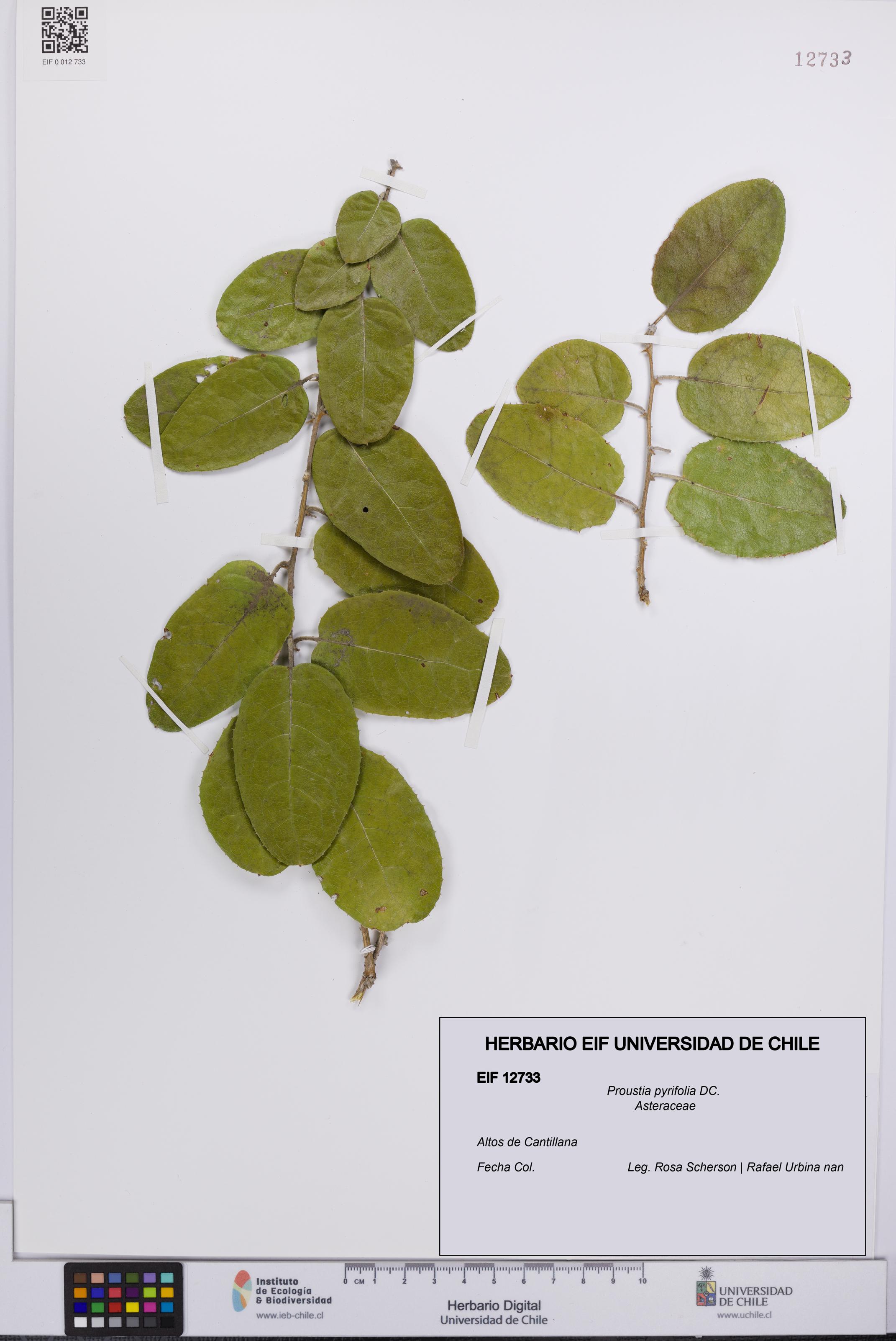 Proustia pyrifolia [Espécimen: UCH:EIF:0012733]