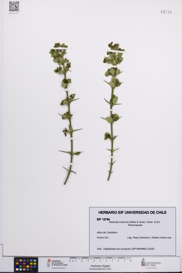 Retanilla trinervia [Espécimen: UCH:EIF:0012734]