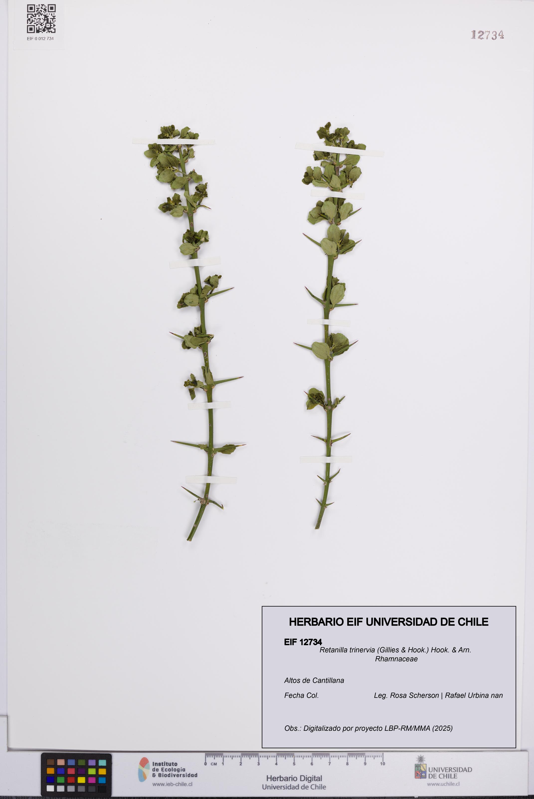 Retanilla trinervia [Espécimen: UCH:EIF:0012734]