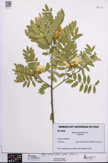 Sophora macrocarpa [Espécimen: UCH:EIF:0012735]