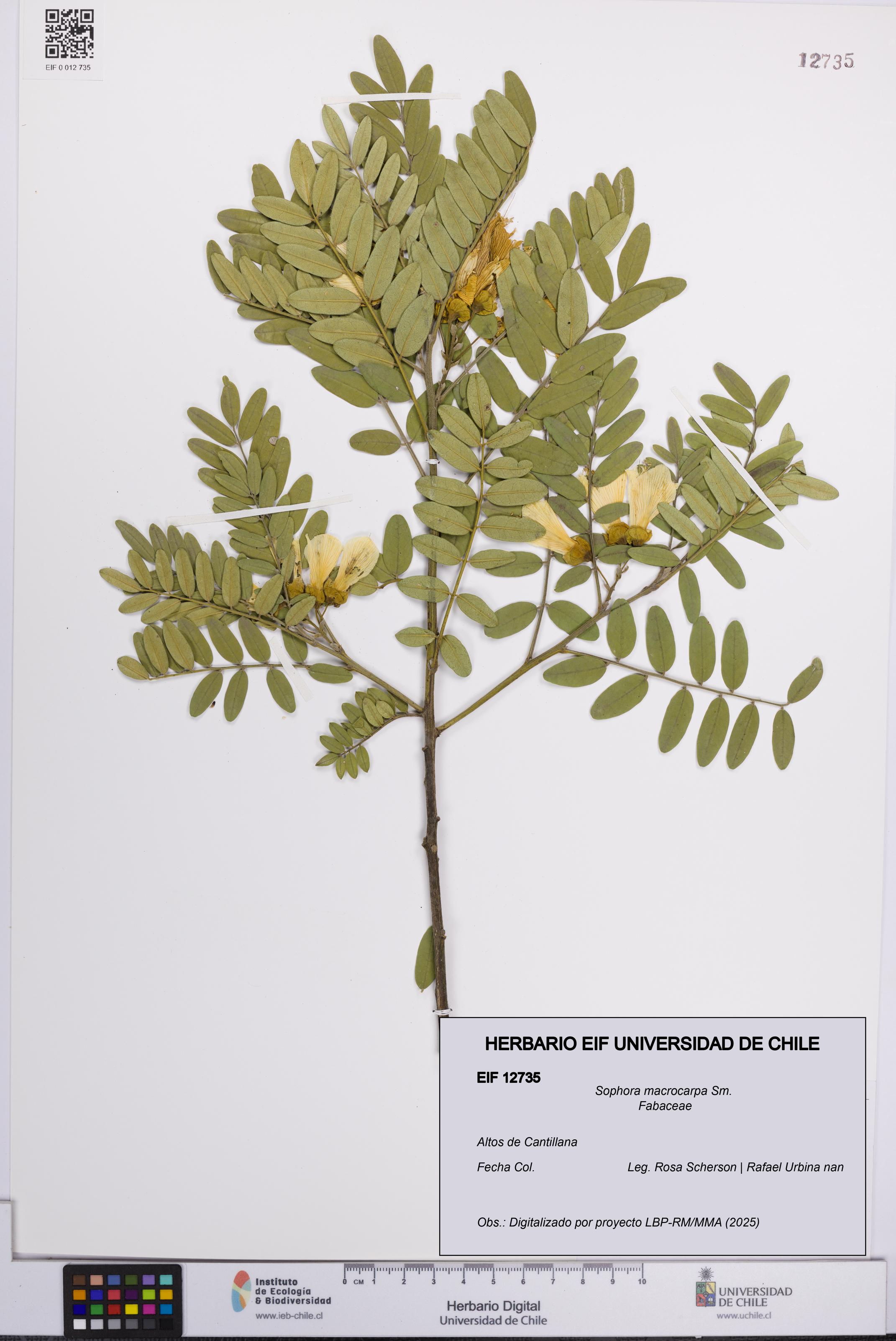 Sophora macrocarpa [Espécimen: UCH:EIF:0012735]