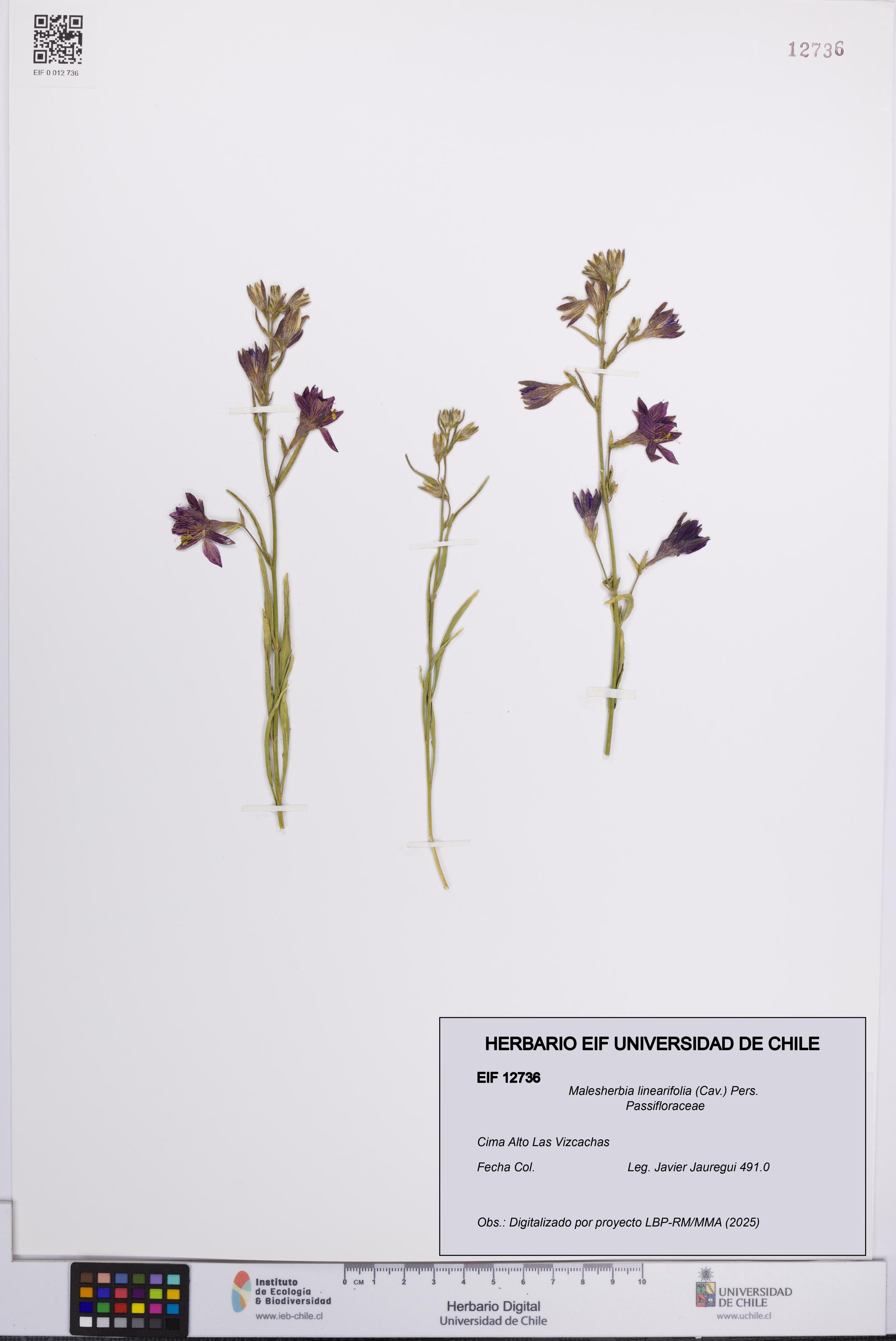 Malesherbia linearifolia [Espécimen: UCH:EIF:0012736]