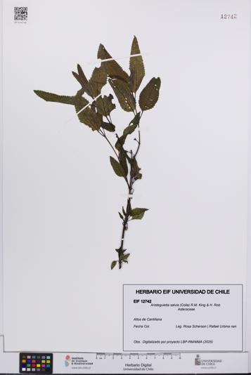 Aristeguietia salvia [Espécimen: UCH:EIF:0012742]