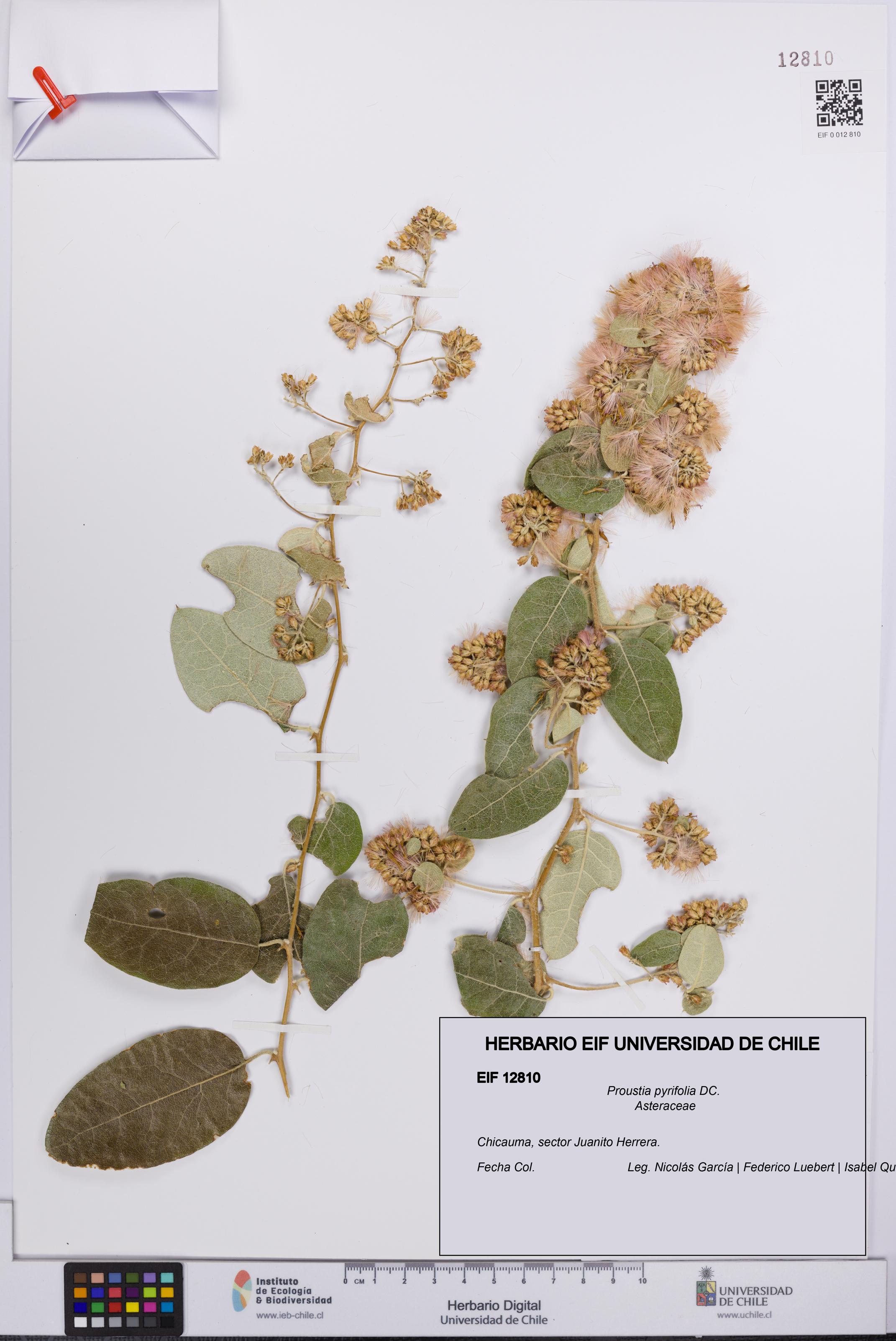 Proustia pyrifolia [Espécimen: UCH:EIF:0012810]